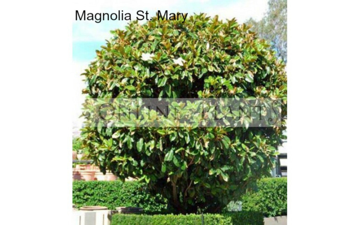 How To Grow Magnolia Trees In Your Yard