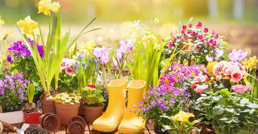 Yellow Flowering Plants Australia