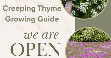 Creeping Thyme: A Hardy and Aromatic Addition to Your Garden