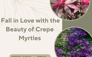 Fall in Love with the Beauty of Crepe Myrtles