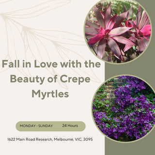 Fall in Love with the Beauty of Crepe Myrtles