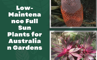 Low-Maintenance Full Sun Plants for Australian Gardens