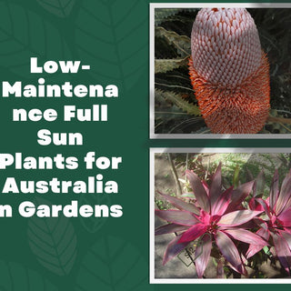 Low-Maintenance Full Sun Plants for Australian Gardens