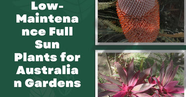 Low-Maintenance Full Sun Plants for Australian Gardens