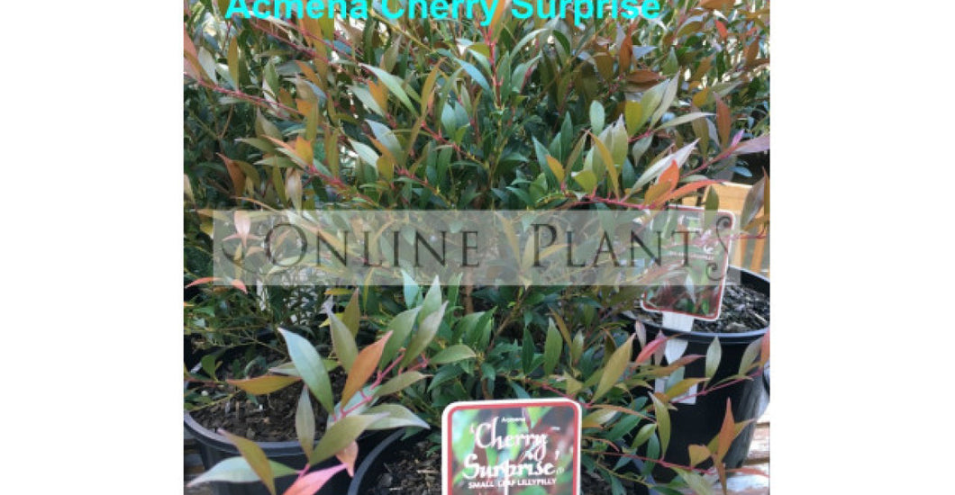 Lilly Pilly Hedges, Trees, And Plants - A Grower's Guide! – Online Plants