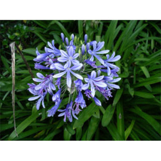 Agapanthus – A Stunning Addition To Your Landscape