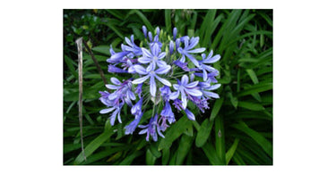 Agapanthus – A Stunning Addition To Your Landscape