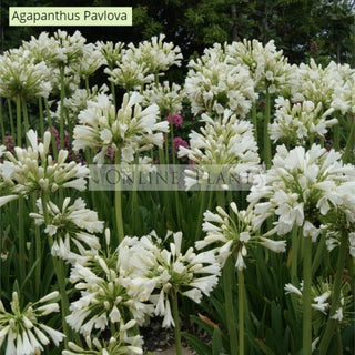 How to grow Agapanthus?