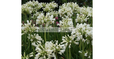 How to grow Agapanthus?