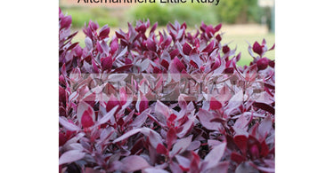 Shade Loving Border Plants