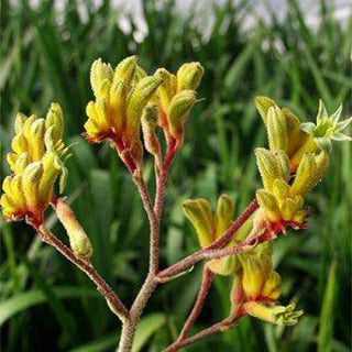 List Of Popular Varieties Of Kangaroo Paw Anigozanthos