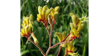 Kangaroo Paw Plant Care - Things You Must Know