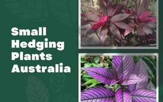 Small Hedging Plants Australia