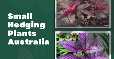 Small Hedging Plants Australia