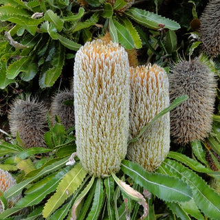 Beauty and Diversity of Banksia Varieties: From Blooming Flowers to Majestic Trees