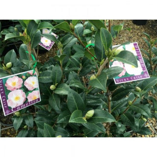 Recommended Varieties of Camellia