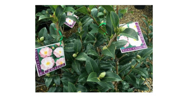 Recommended Varieties of Camellia