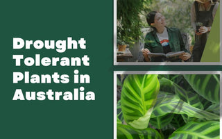 Drought Tolerant Plants in Australia