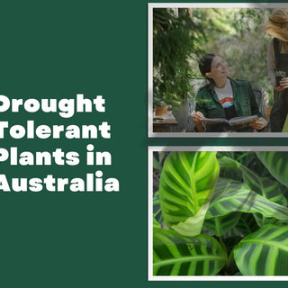 Drought Tolerant Plants in Australia