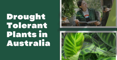 Drought Tolerant Plants in Australia