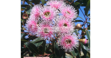 Fast-Growing Climber Plants With Gorgeous Flowers – CheckOut!