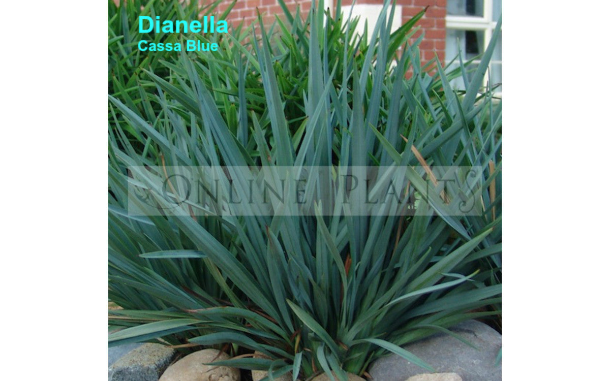 Tips To Take Care of Dianella Plants