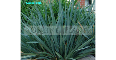 Tips To Take Care of Dianella Plants