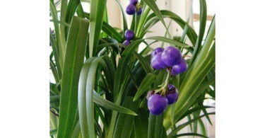 Where to Buy Dianella Plants In Online?