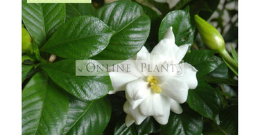 Fragrant Flowering Plants