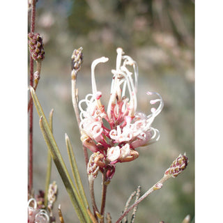 5 Best Summer Grevillea Varieties You Can Plant In Your Garden – Check Out!