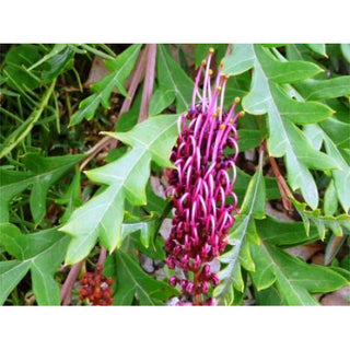 Glorify Your Garden With The Magnificent Grevillea