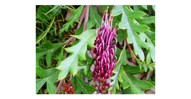 Glorify Your Garden With The Magnificent Grevillea