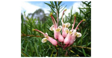 Grevillea - A Pretty Plant Like Wattle