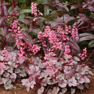 Brighten Up Your Garden With Heuchera