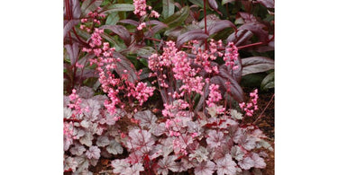 Brighten Up Your Garden With Heuchera