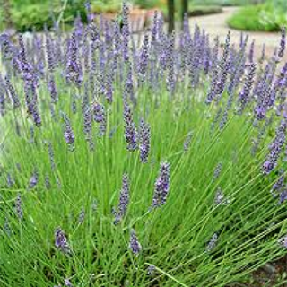 Bee Friendly Lavender Varieties, Grow & Care