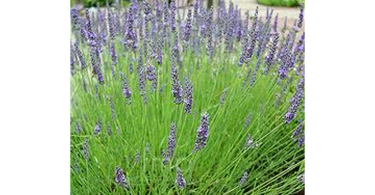 Bee Friendly Lavender Varieties, Grow & Care