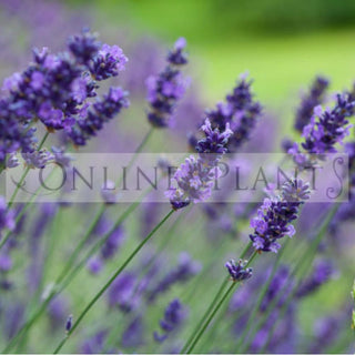 Tips To Grow Your Lavender – Find Out!