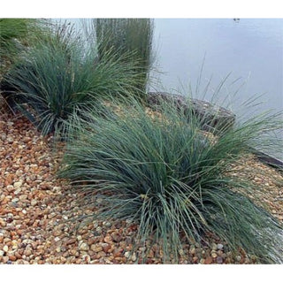 What Are The Most Recommended Varieties Of Lomandra?