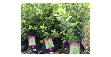 Is Pittosporum Best For Bordering Your Garden?