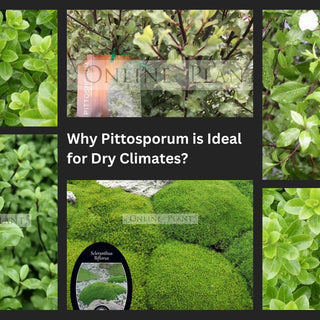 Why Pittosporum is Ideal for Dry Climates?