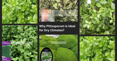 Why Pittosporum is Ideal for Dry Climates?