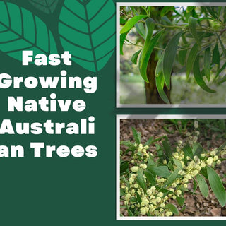 Fast Growing Native Australian Trees