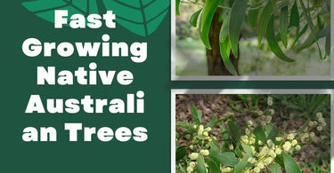 Fast Growing Native Australian Trees