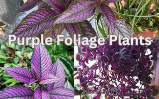 Purple Foliage Plants