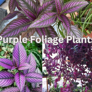 Purple Foliage Plants