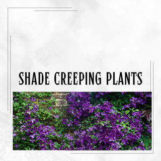 Shade Creeping Plants