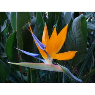 How to Plant, Grow and Take Care of Bird of Paradise?