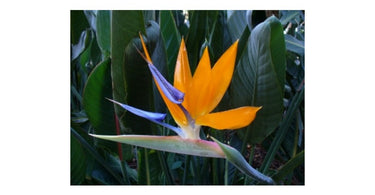 How to Plant, Grow and Take Care of Bird of Paradise?