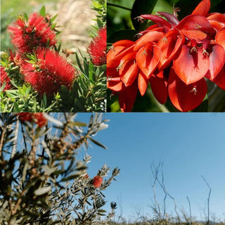 Australian Tree with Red Flowers